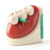Omnia One Dental Wooden Wedges Medium White Pack of 100 Natural Wood-2